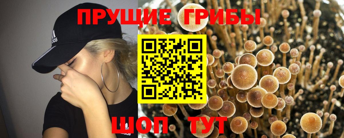 Мыски  Галлюциногенные грибы Magic Shrooms  Вход с VPN  Псилоцибиновые грибы Psilocybe 
